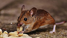 24 Hour & Emergency Exterminators in Ecru, MS